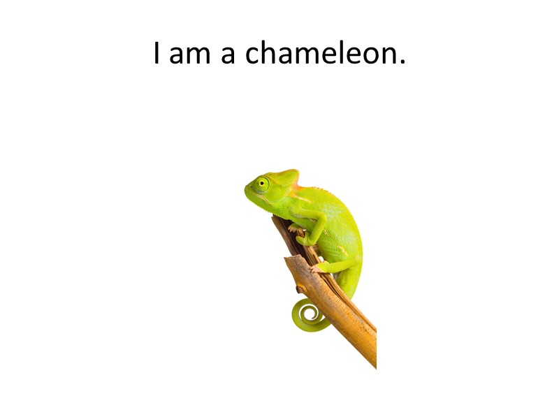 I am a chameleon.